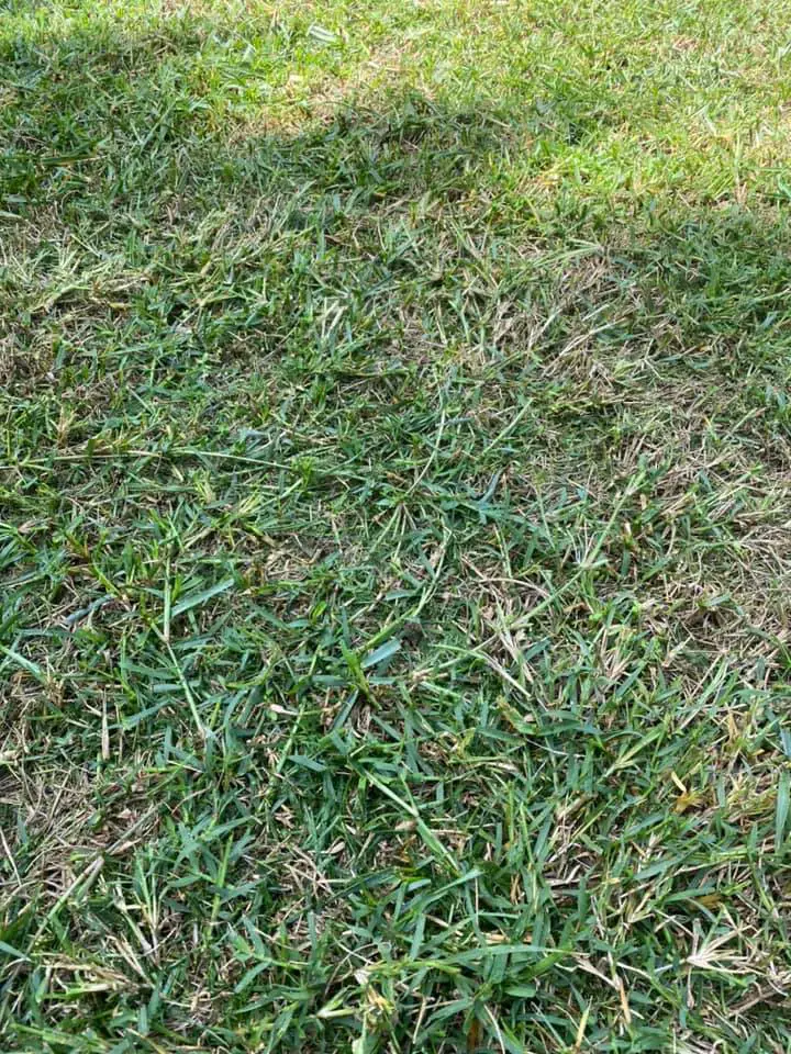 Bermuda-grass-taking-over-lawn