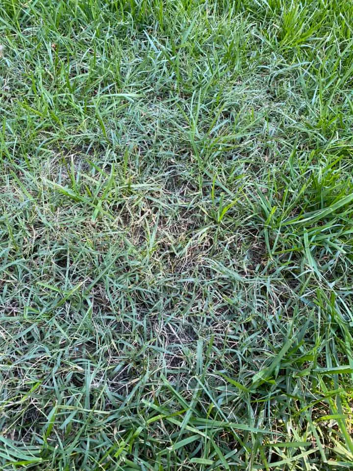 Bermudagrass in fescue yard | how to kill bermuda grass (get rid of & control bermudagrass)