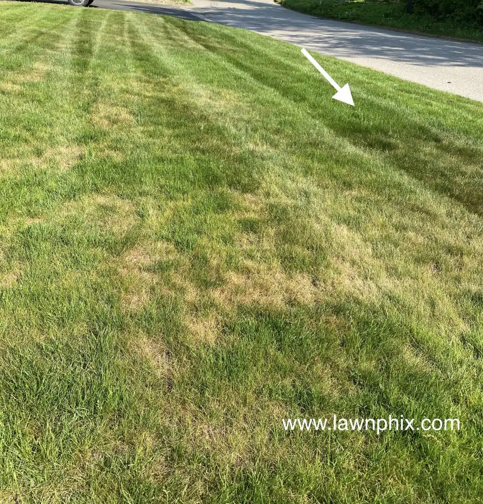 Dry brown grass with blue grey spots