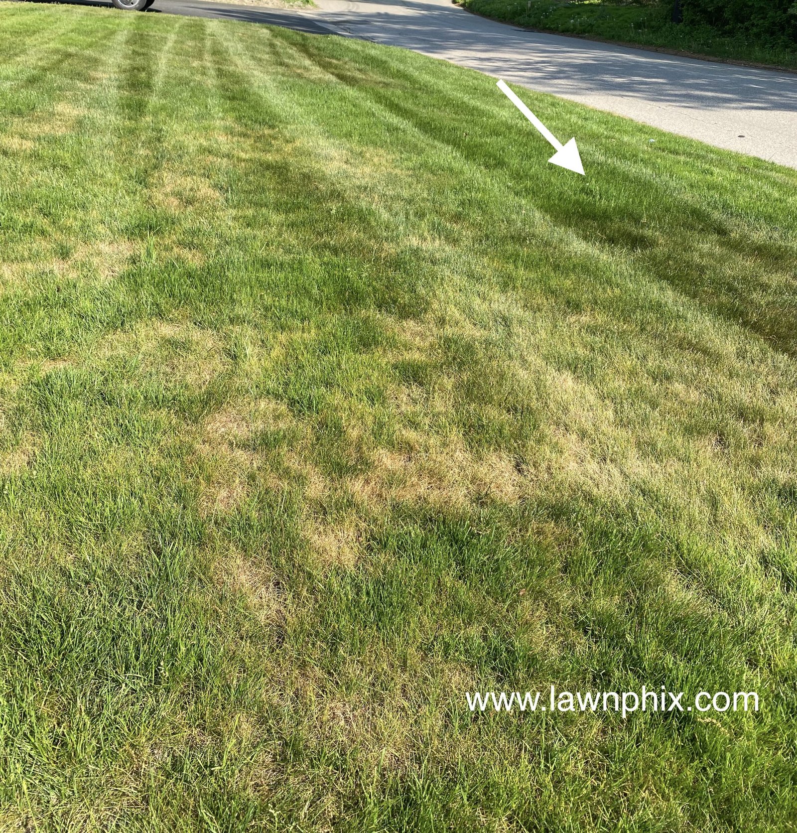 Dry_brown_grass_with_blue_grey_spots