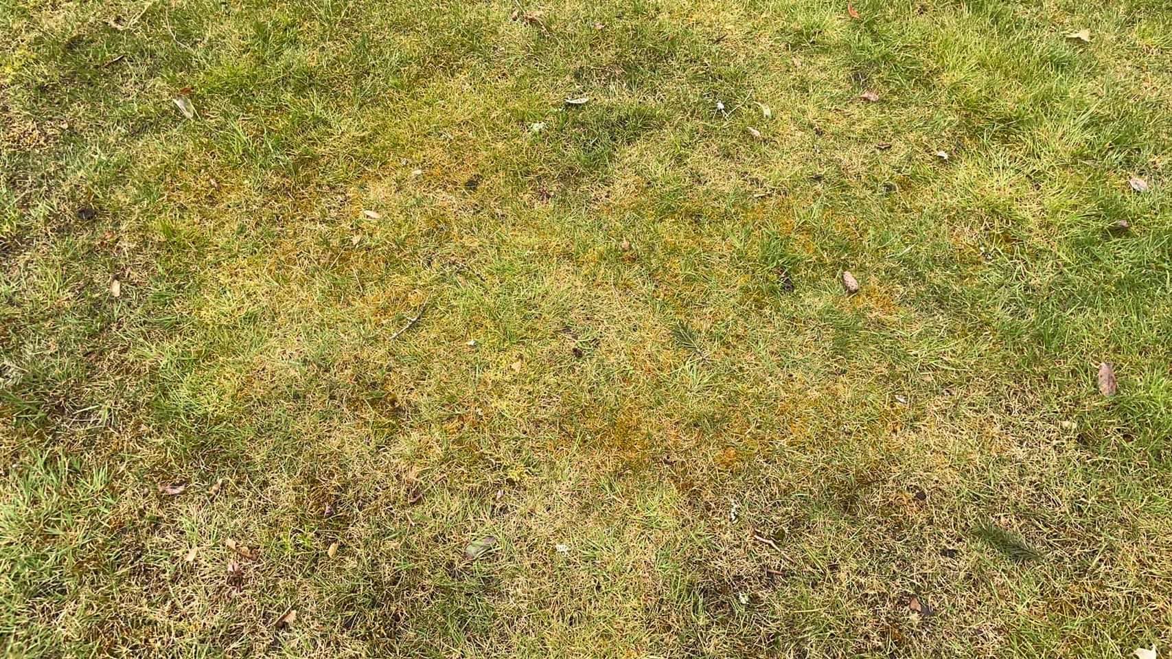 Lawn-with-moss