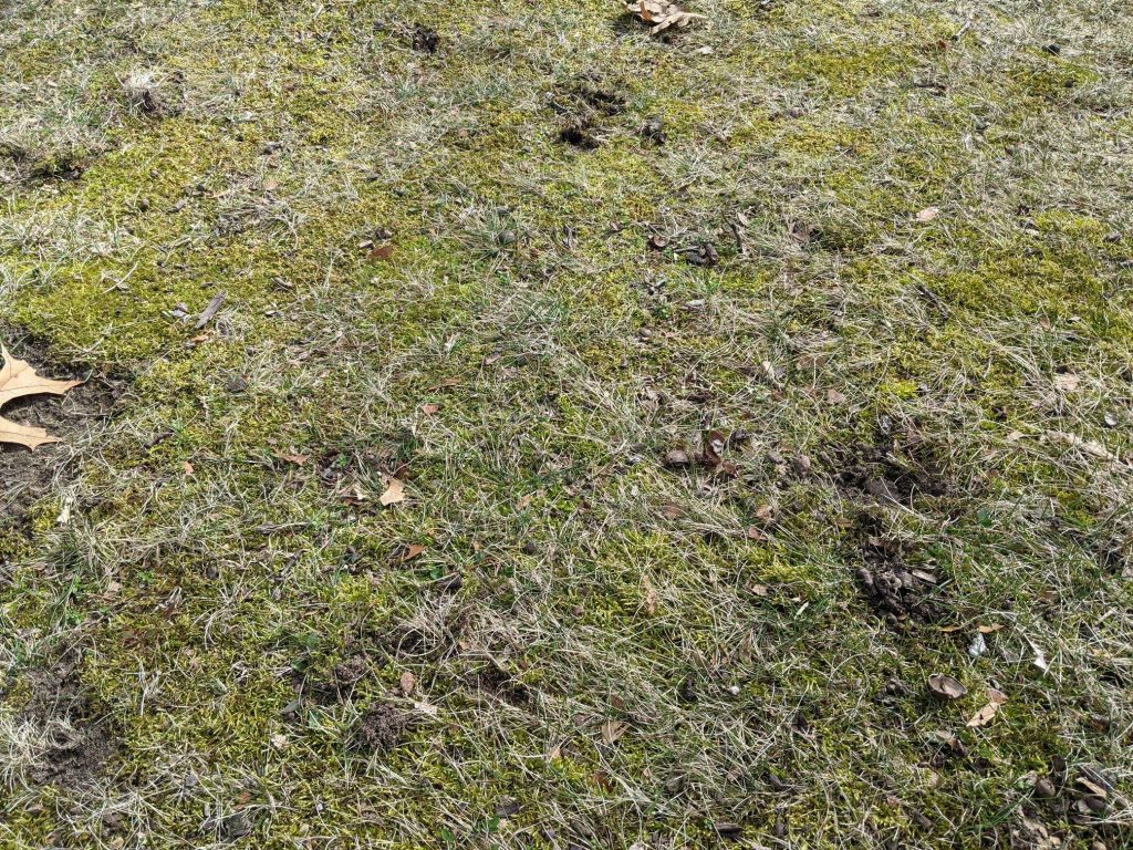 Moss in dormant lawn