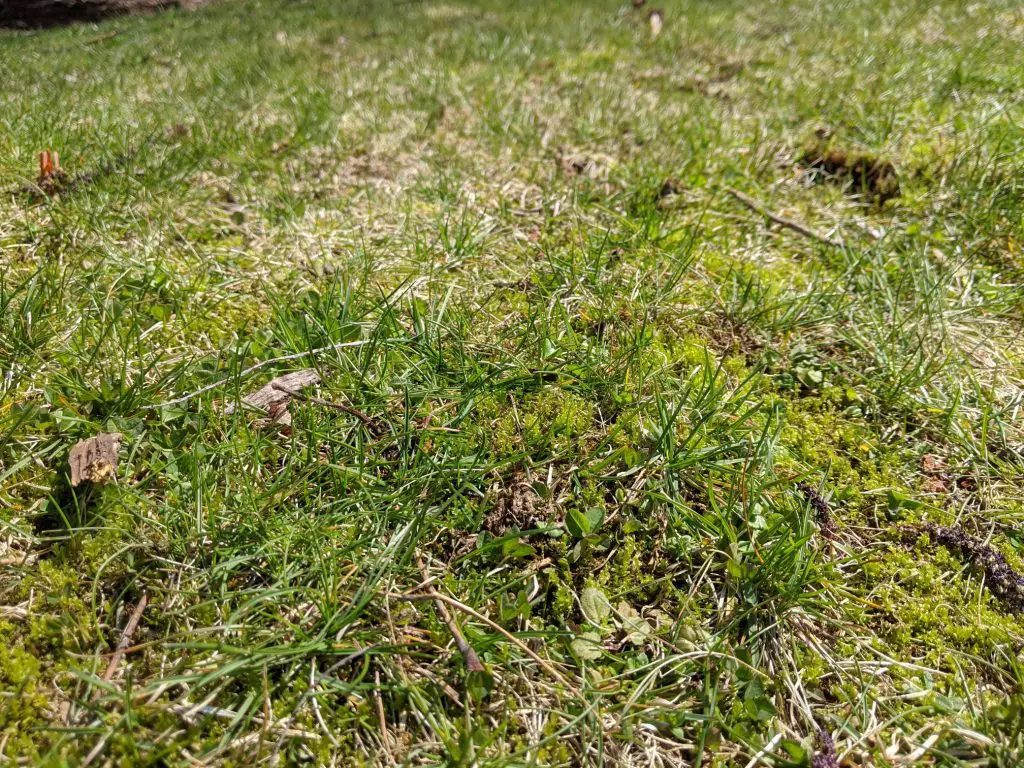 Moss in lawn | how to get rid of moss in lawns (control & kill yard moss)