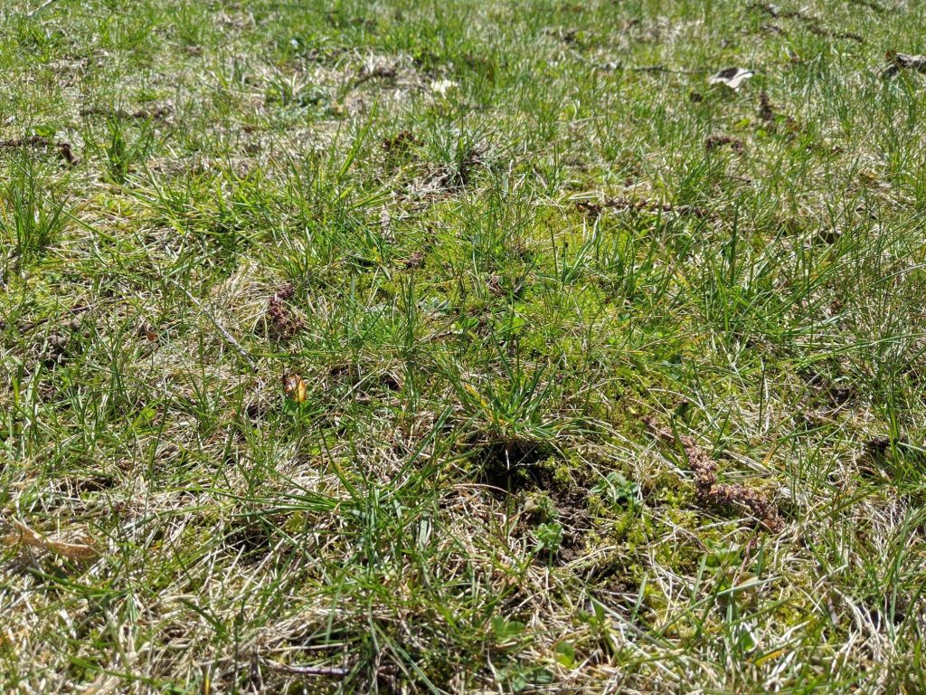 Moss spots in lawns