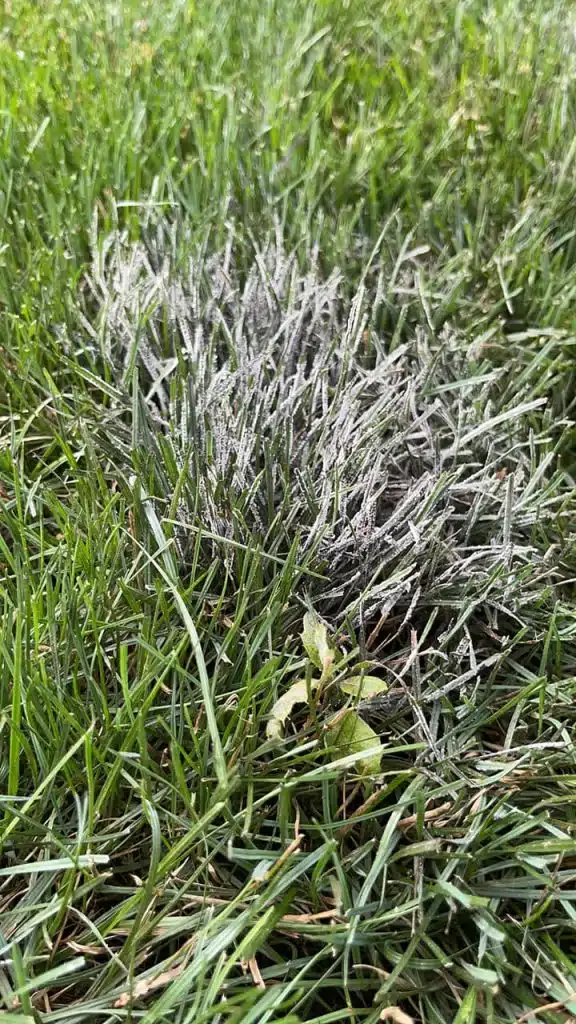 Slime Mold Spot in Lawn