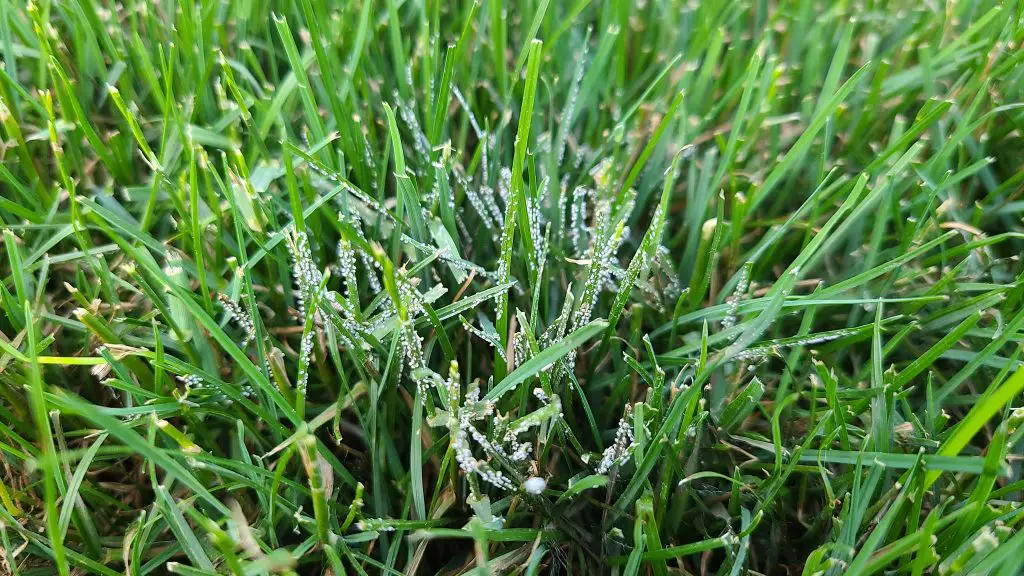 Smile mold patch | why is my grass turning blue? (answers to a blue/purple lawn)