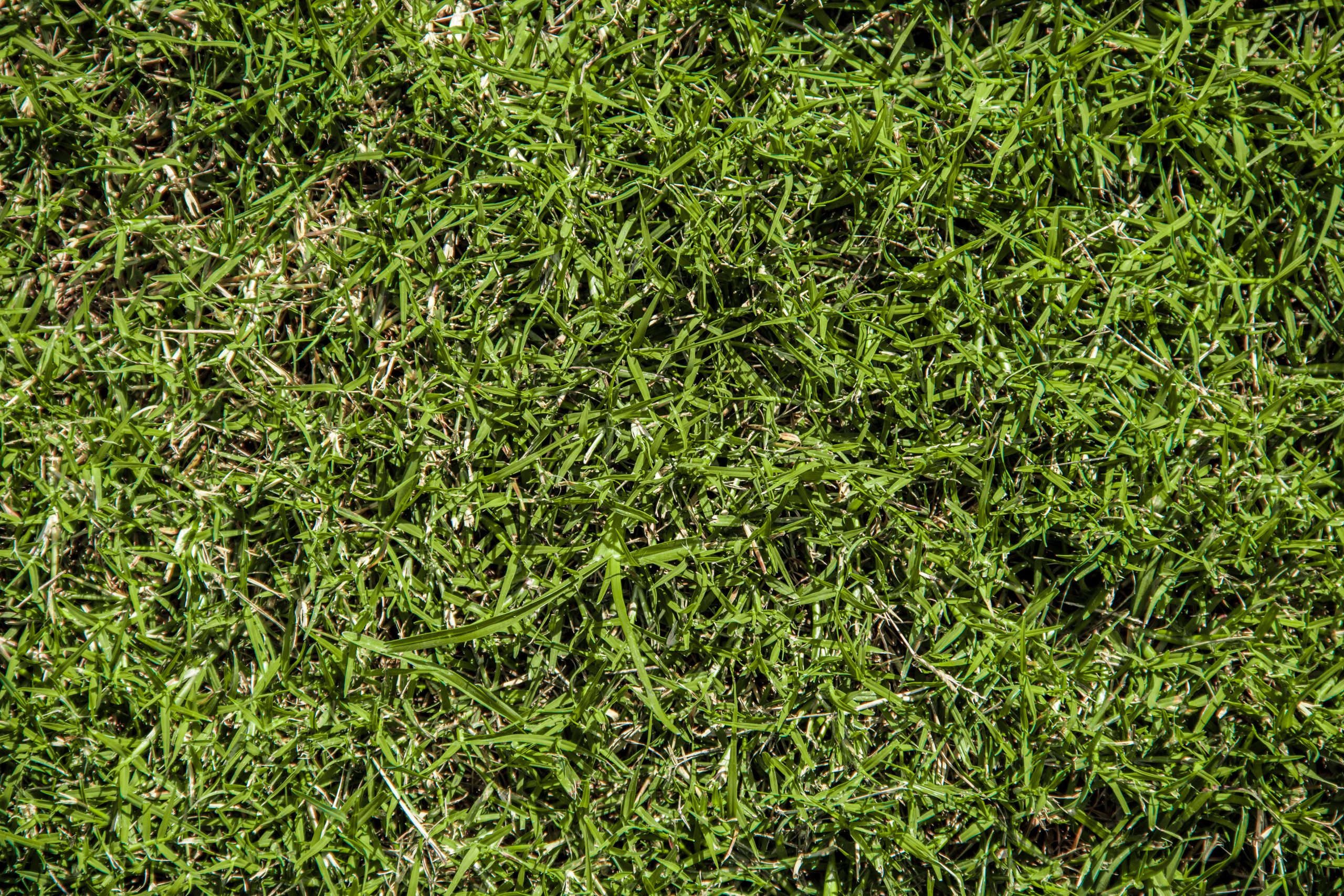 bermuda grass lawn turf