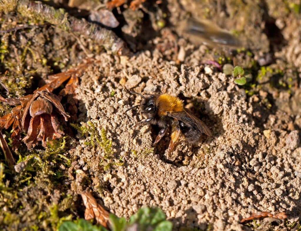 Ground Bee Nest in Lawn