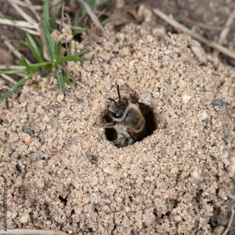 Ground-Bees-in-Lawn