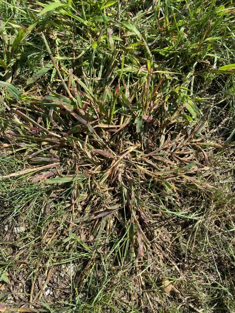 Crabgrass one week after applying Drive XLR8