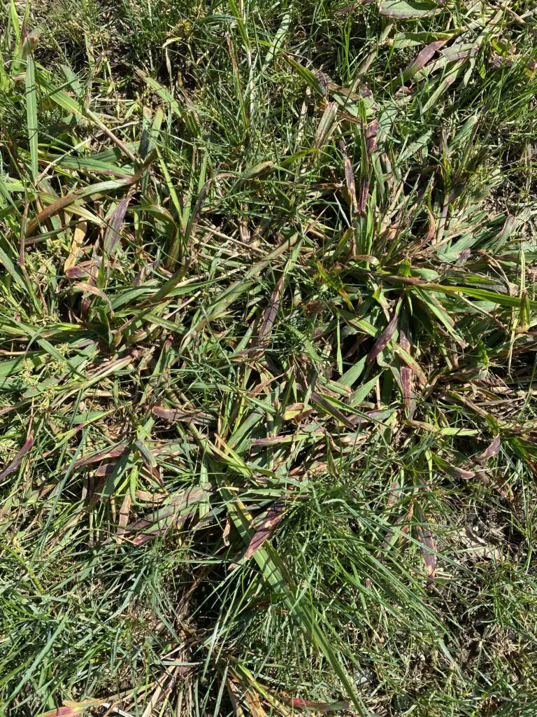 Crabgrass after Aug27