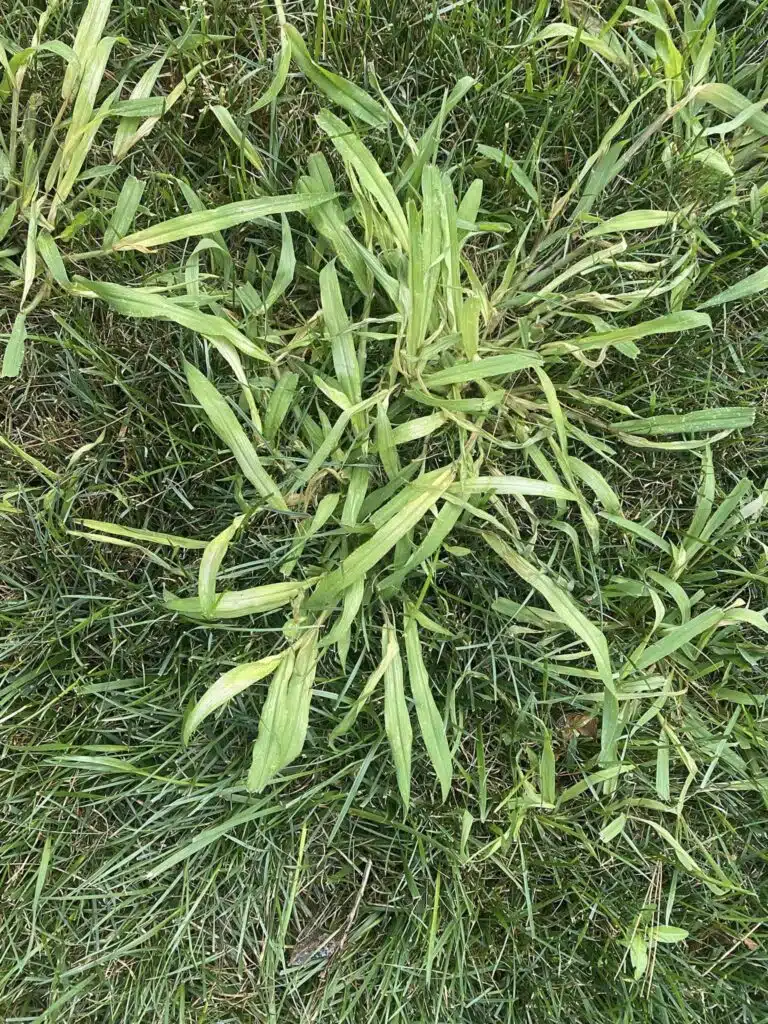 crabgrass acclaim
