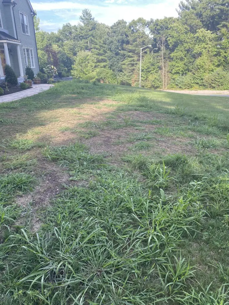 crabgrass and weeds in lawn