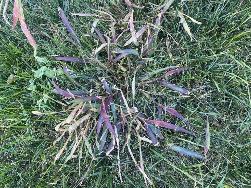crabgrass-drive