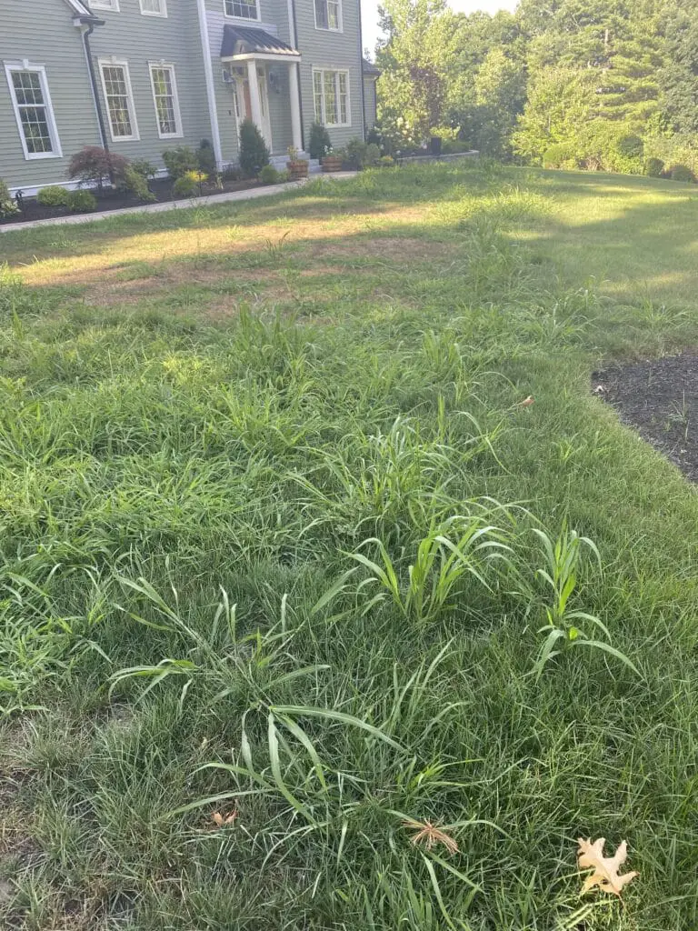 Crabgrass and weeds in lawn one week before applying Drive XLR8