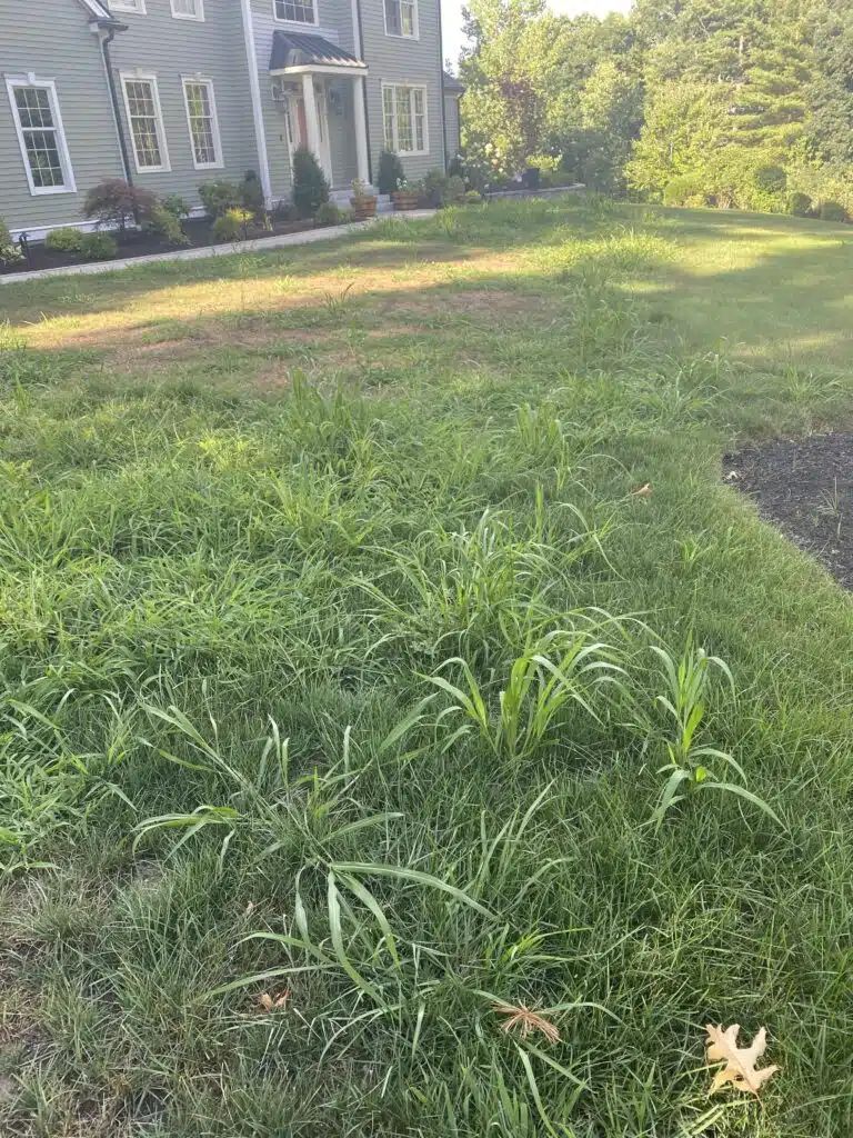 crabgrass in lawn