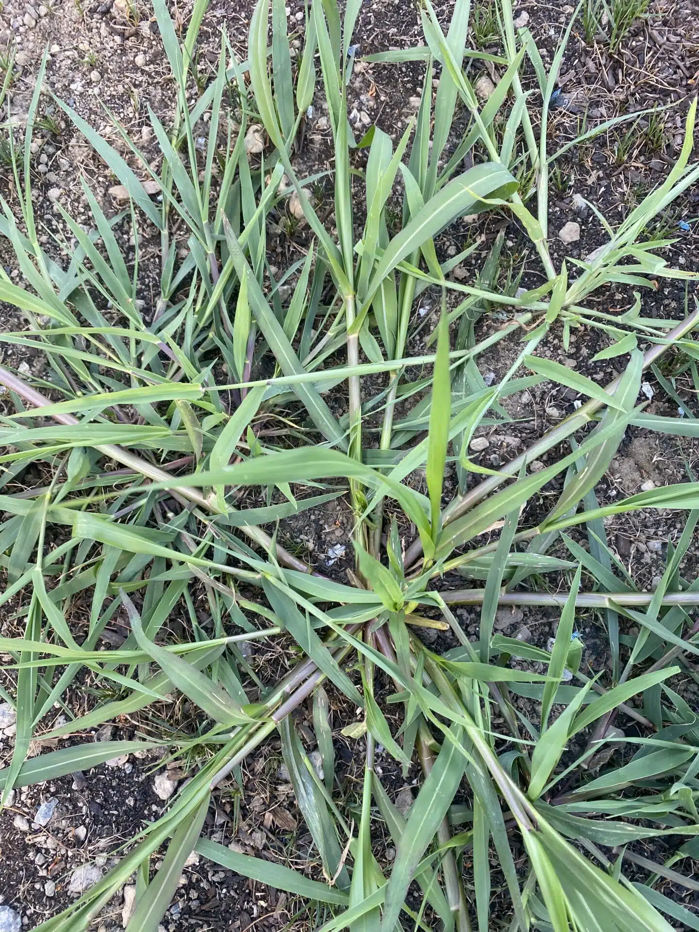 Large mature crabgrass plant spreading flat in a lawn