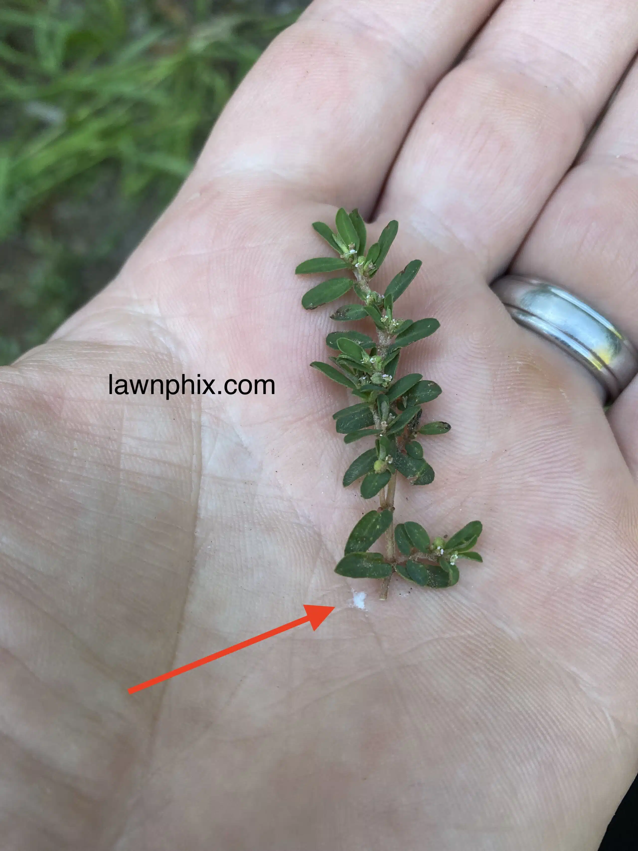 spotted spurge milky sap