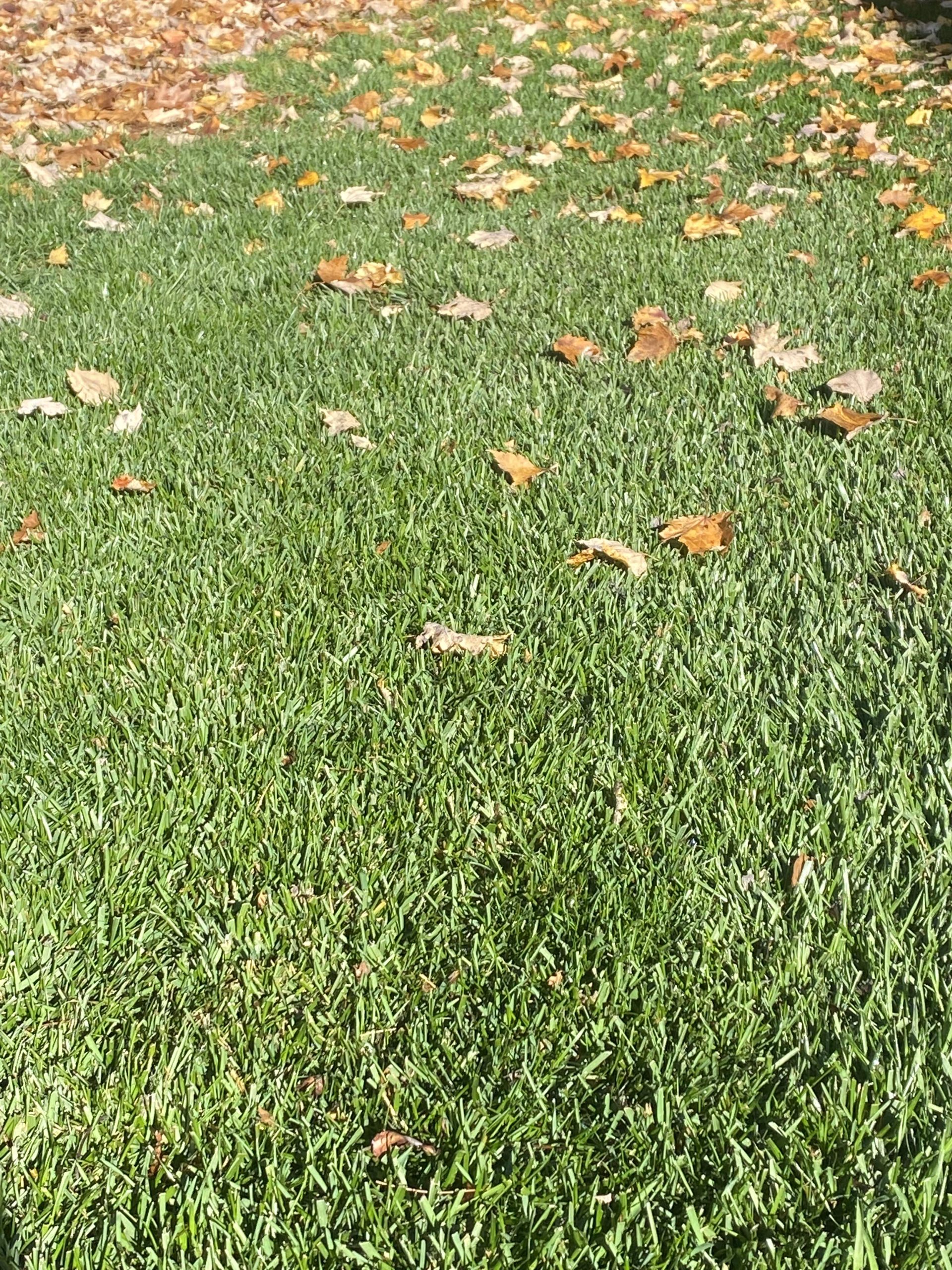 Fall_Leaves_on_Lawn(1)