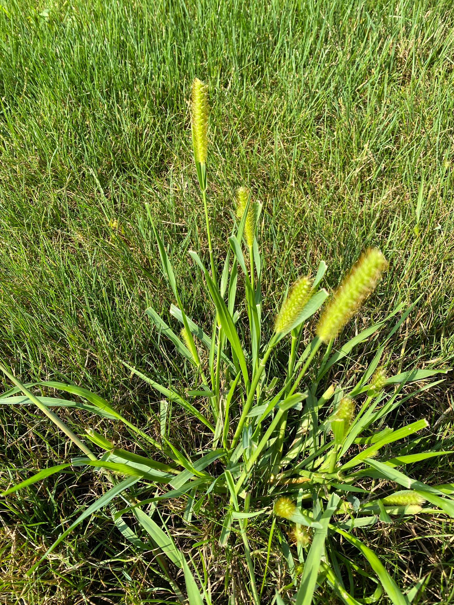 Foxtail lawn weed closeup