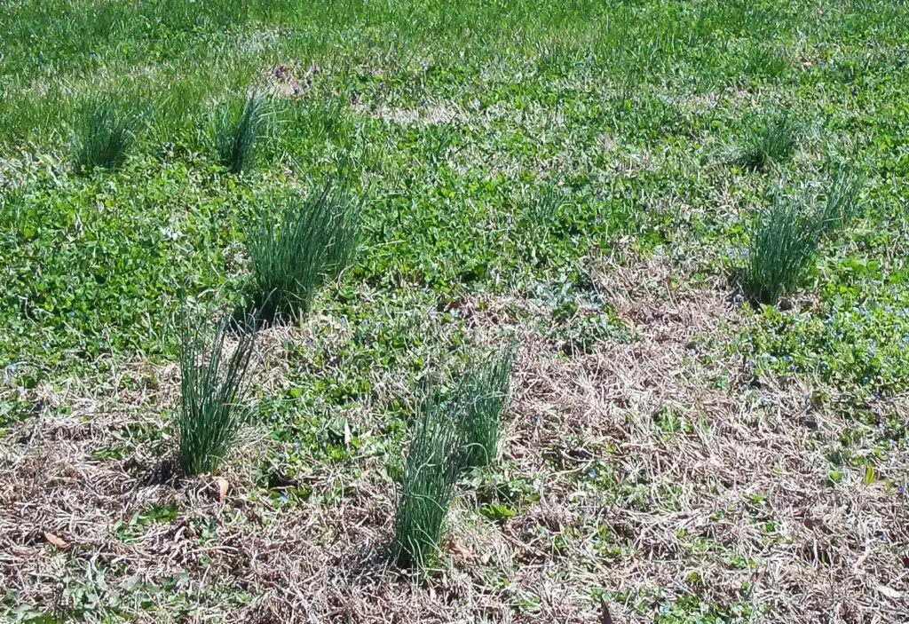 Wild onion bunches