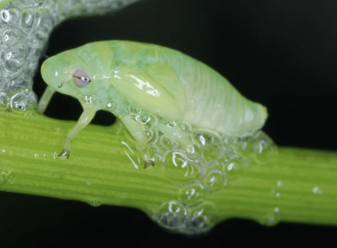 green sputtlebug - foam