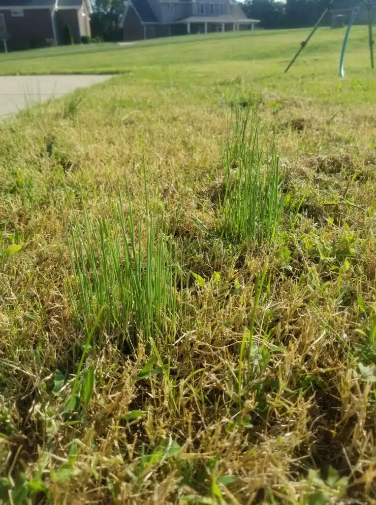 onion grass in lawn