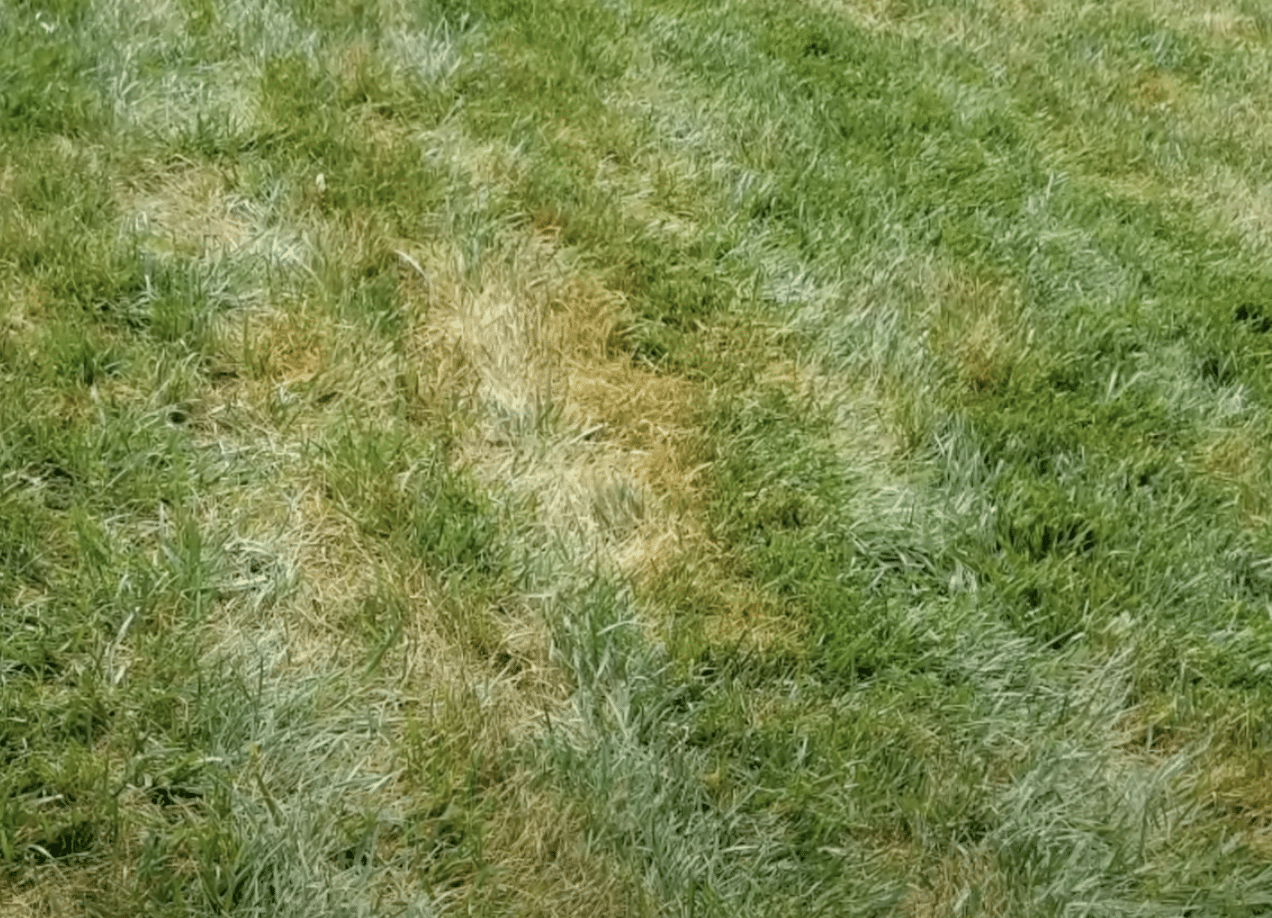 pythium blight lawn