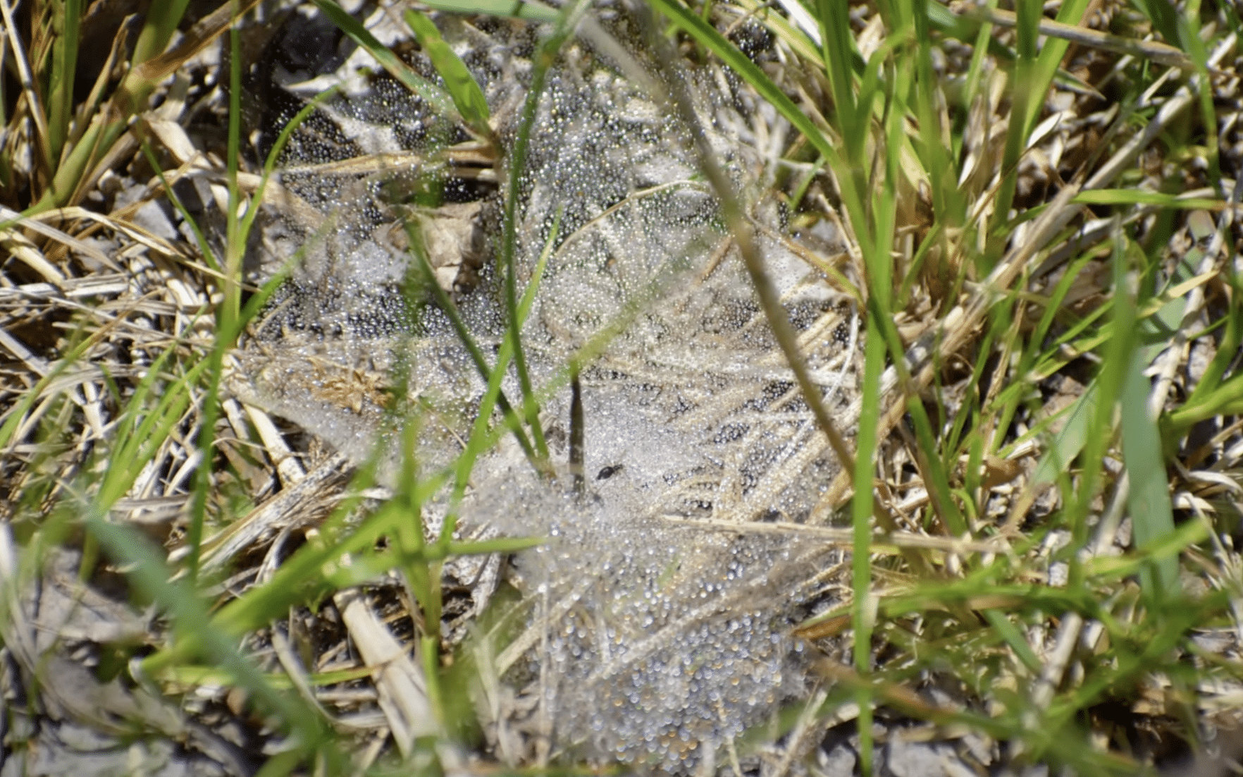 spittle bug foam in lawn