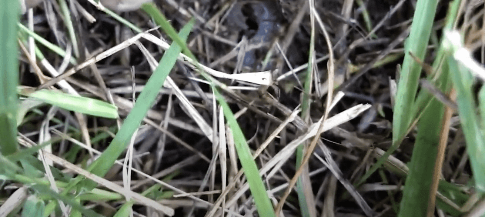 How To Get Rid Of Spittlebugs (The Ultimate DIY Spittle Bug Control ...