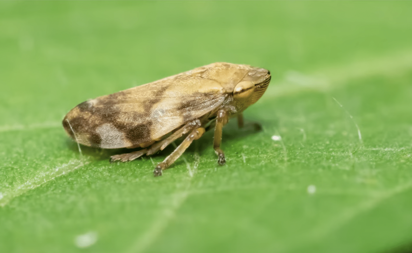 spittlebug brown on green leaf