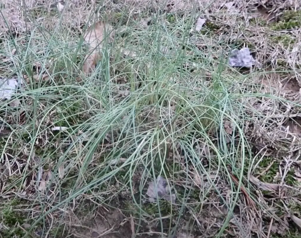 wild onion in thin lawn