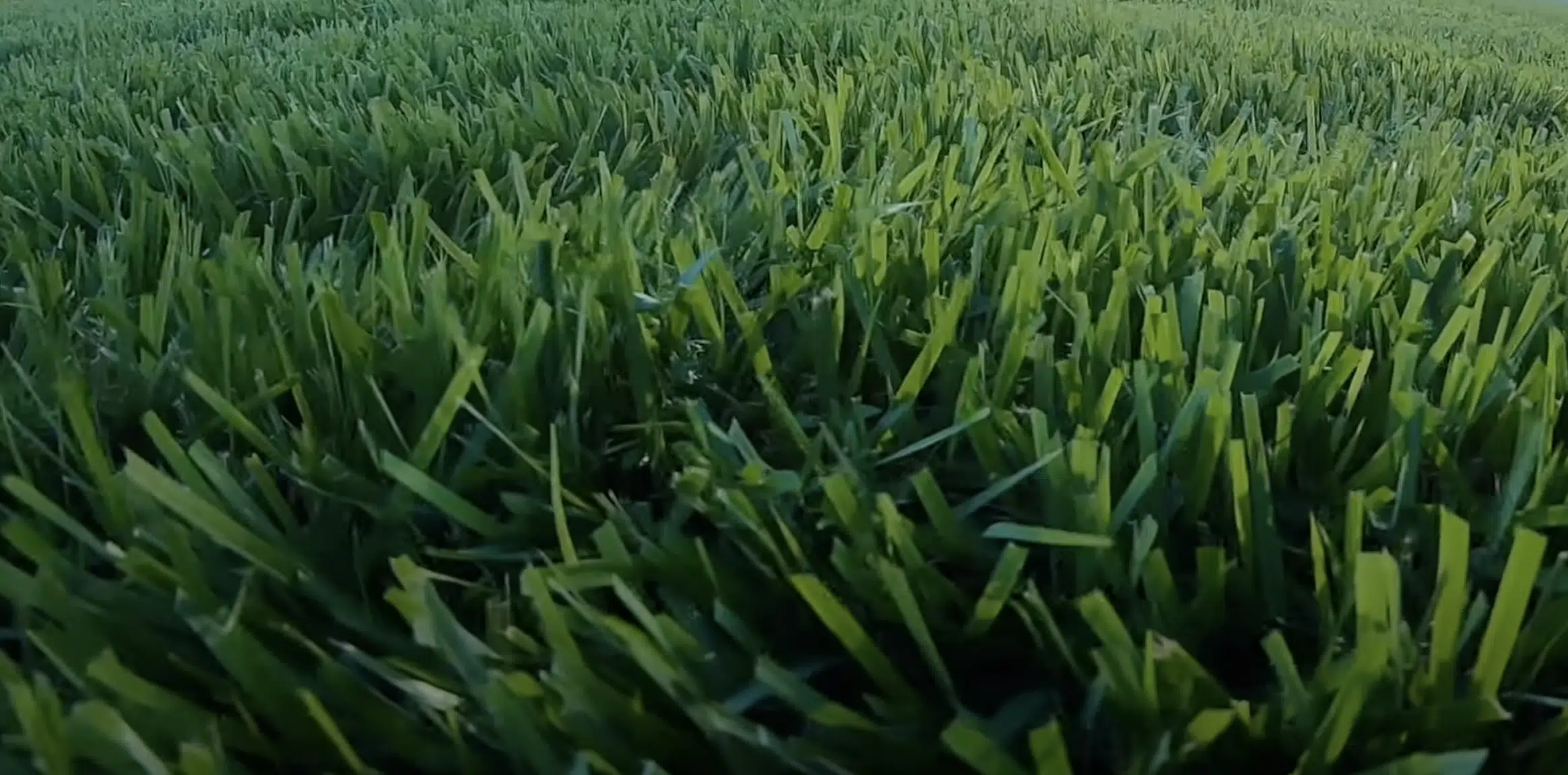 zoysia grass fl