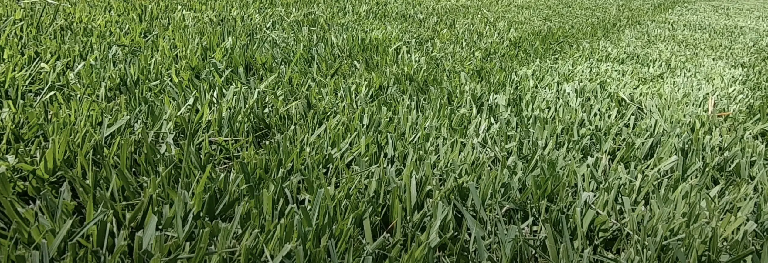 zoysia grass