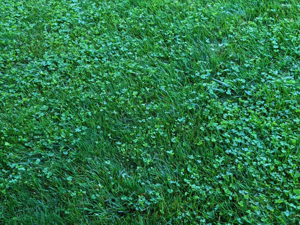 Microclover Lawn