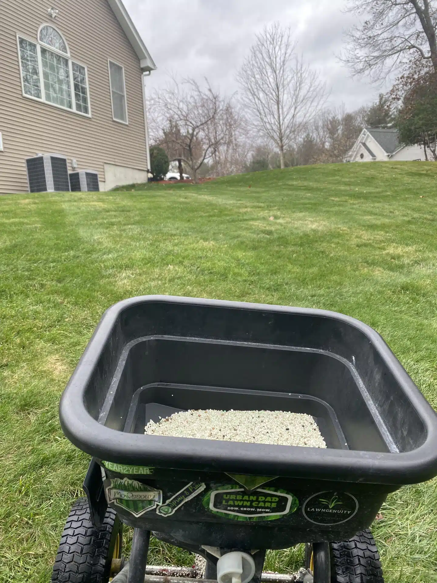 Granular fertilizer prills spread on a cool-season lawn in late fall