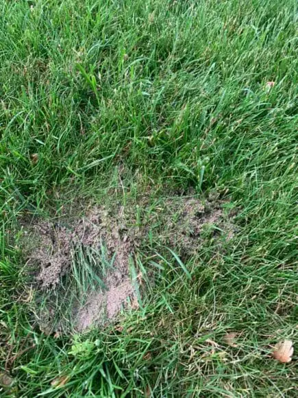 ant-hills-in-lawn
