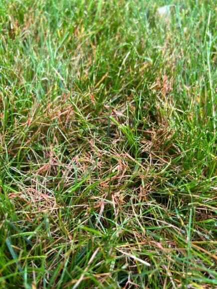red-thread-lawn-close-up