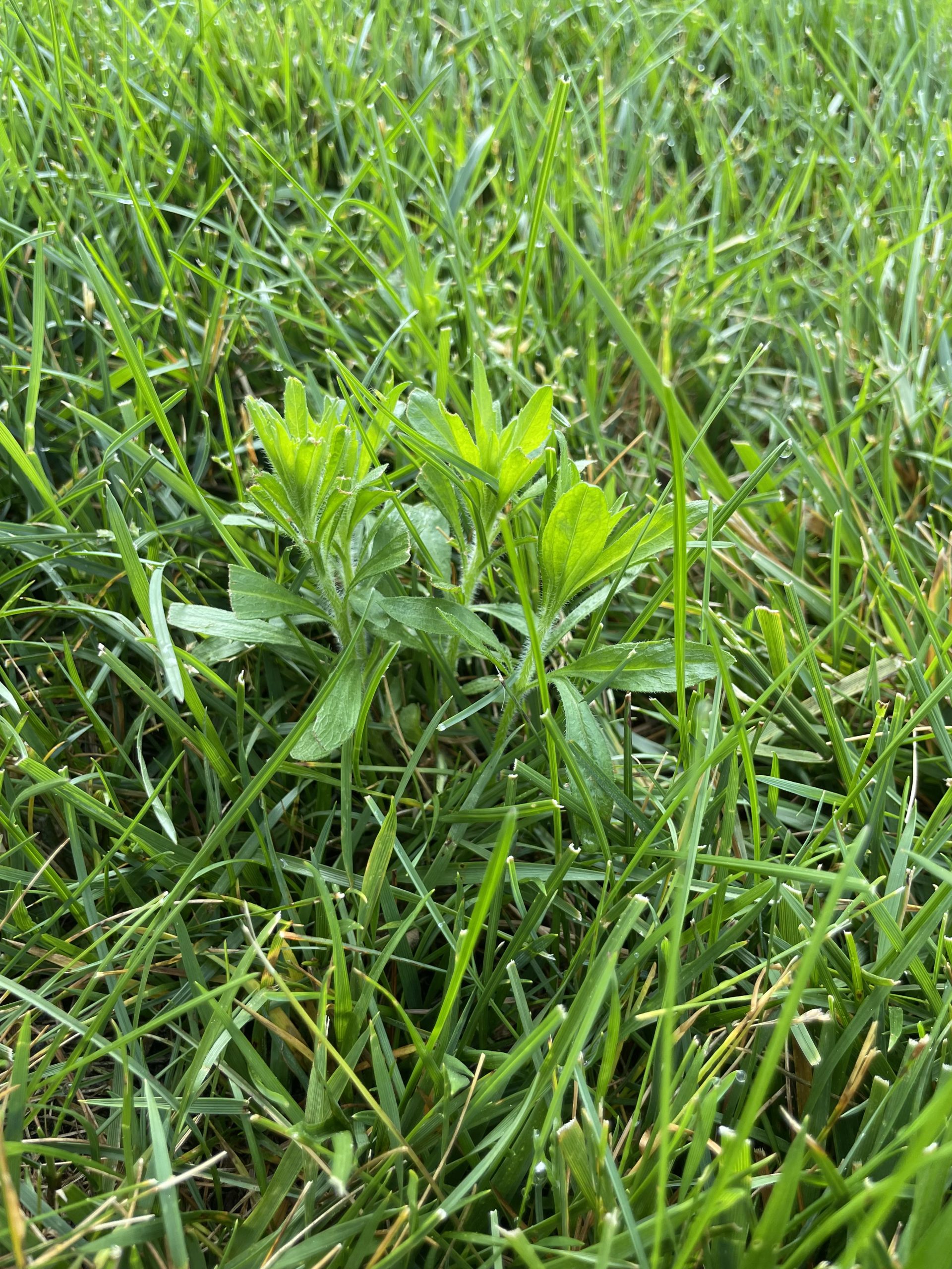 horseweed_in_lawn