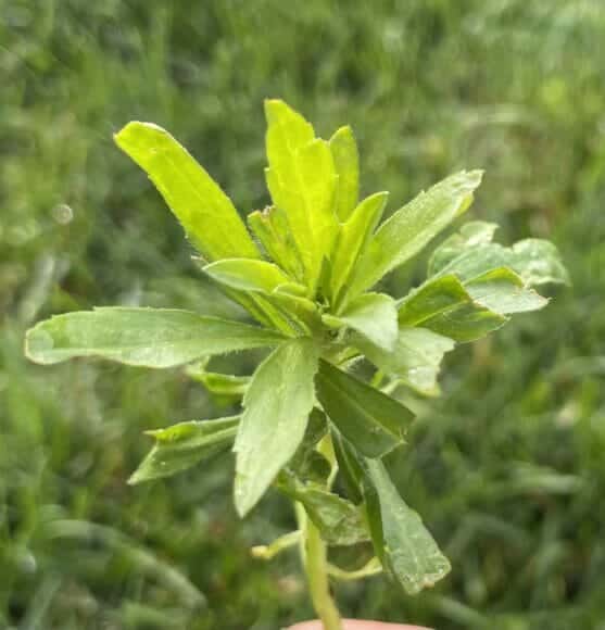 horseweed_plant_in_lawn