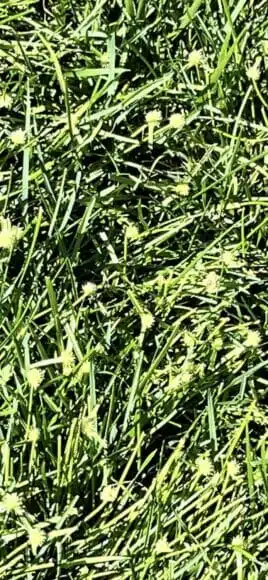 green-kyllinga