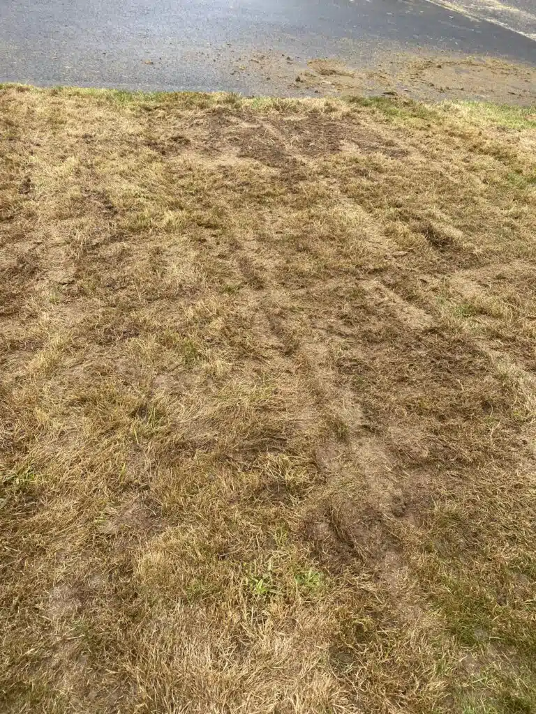 September 23 bentgrass scalped