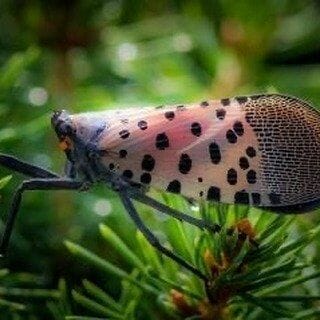 Spotted lanternfly light colored