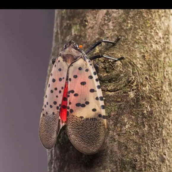 Spotted lanternfly on tree