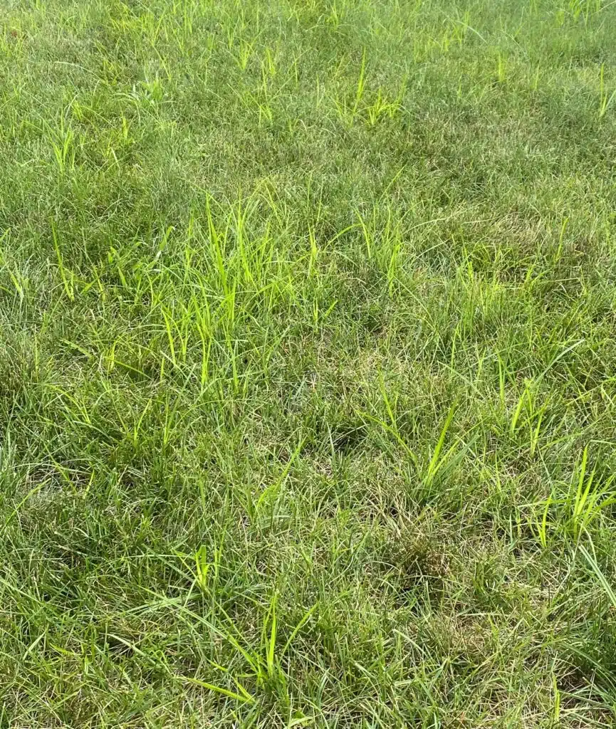July 14 Pre Empero Spyaing Nutsedge