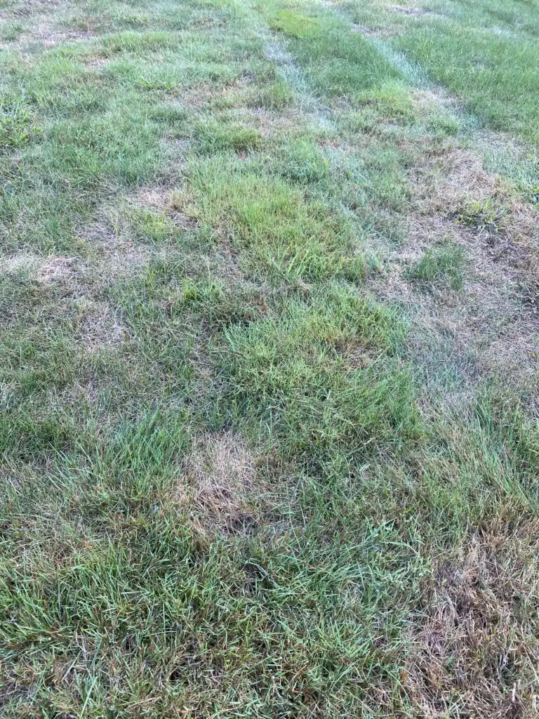 Spetmeber 4 Post Nutsedge Spraying