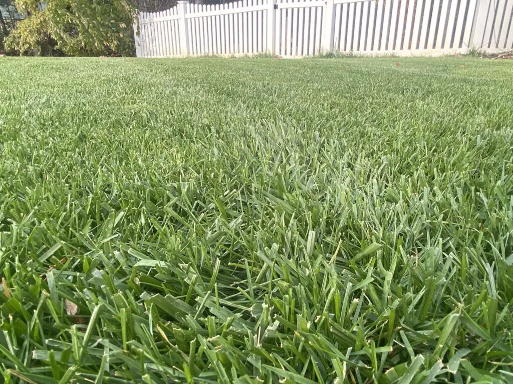 Low_Mow_In_Winter_Lawn