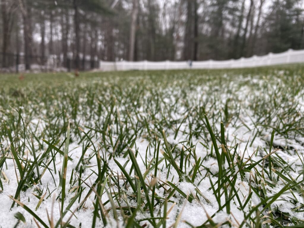 Winter_Grass