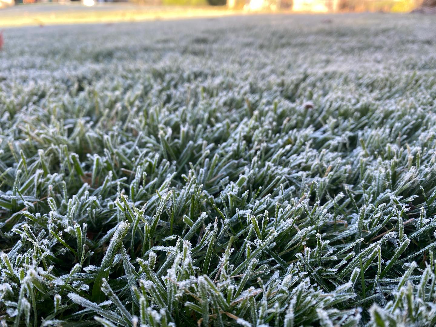 frozen cool season lawn in november
