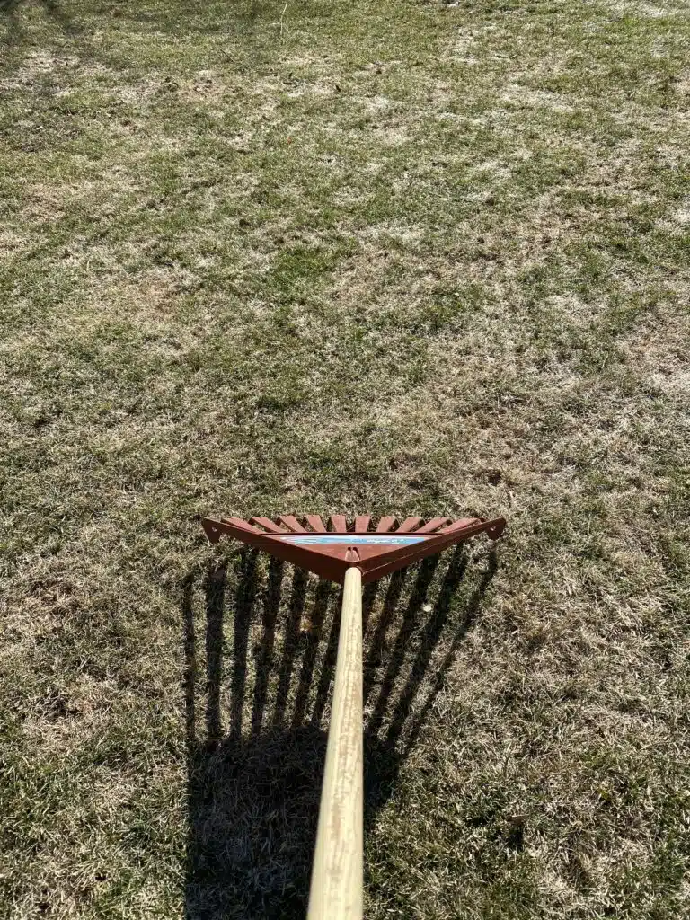 raking snow mold lawn in march